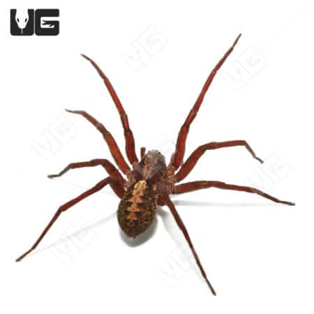 Florida Wandering Spider (Ctenus captiosus) For sale - Underground Reptiles