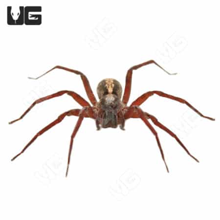 Close-up of a Florida Wandering Spider showcasing its distinctive body and long legs.