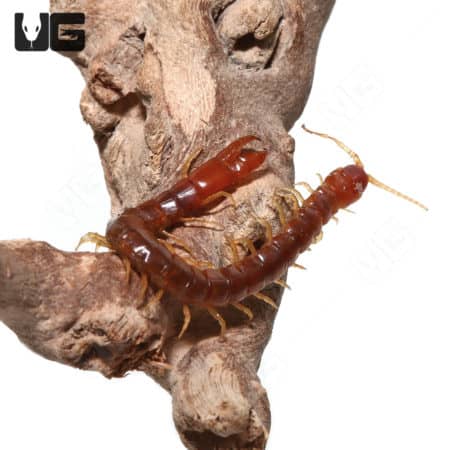 Forceps Centipedes (Theatops Posticus) For Sale - Underground Reptiles