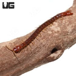 Forceps Centipedes (Theatops Posticus) For Sale - Underground Reptiles