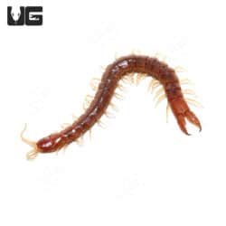 Forceps Centipedes (Theatops Posticus) For Sale - Underground Reptiles