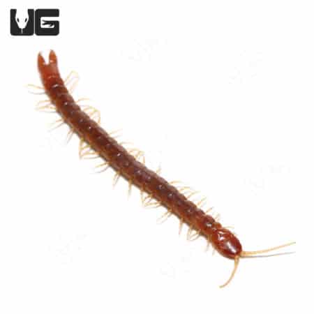 Forceps Centipedes (Theatops Posticus) For Sale - Underground Reptiles