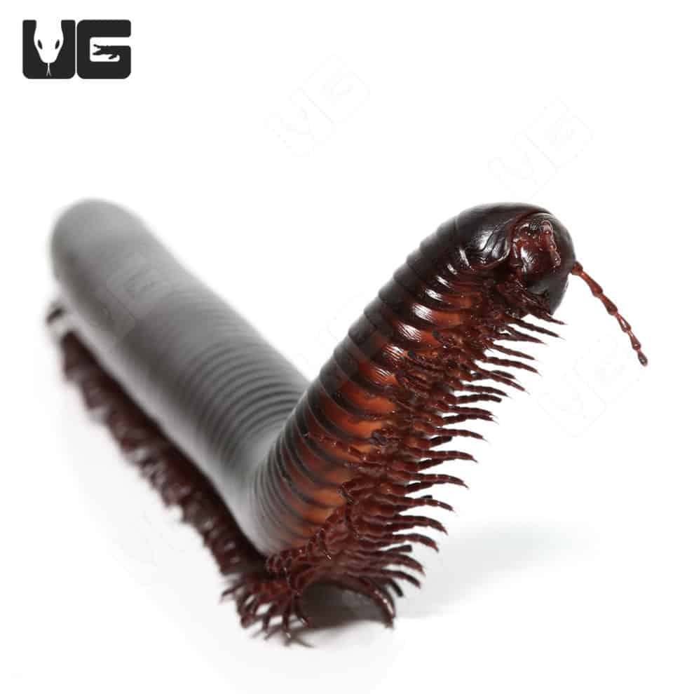Giant African Millipedes for sale Underground Reptiles