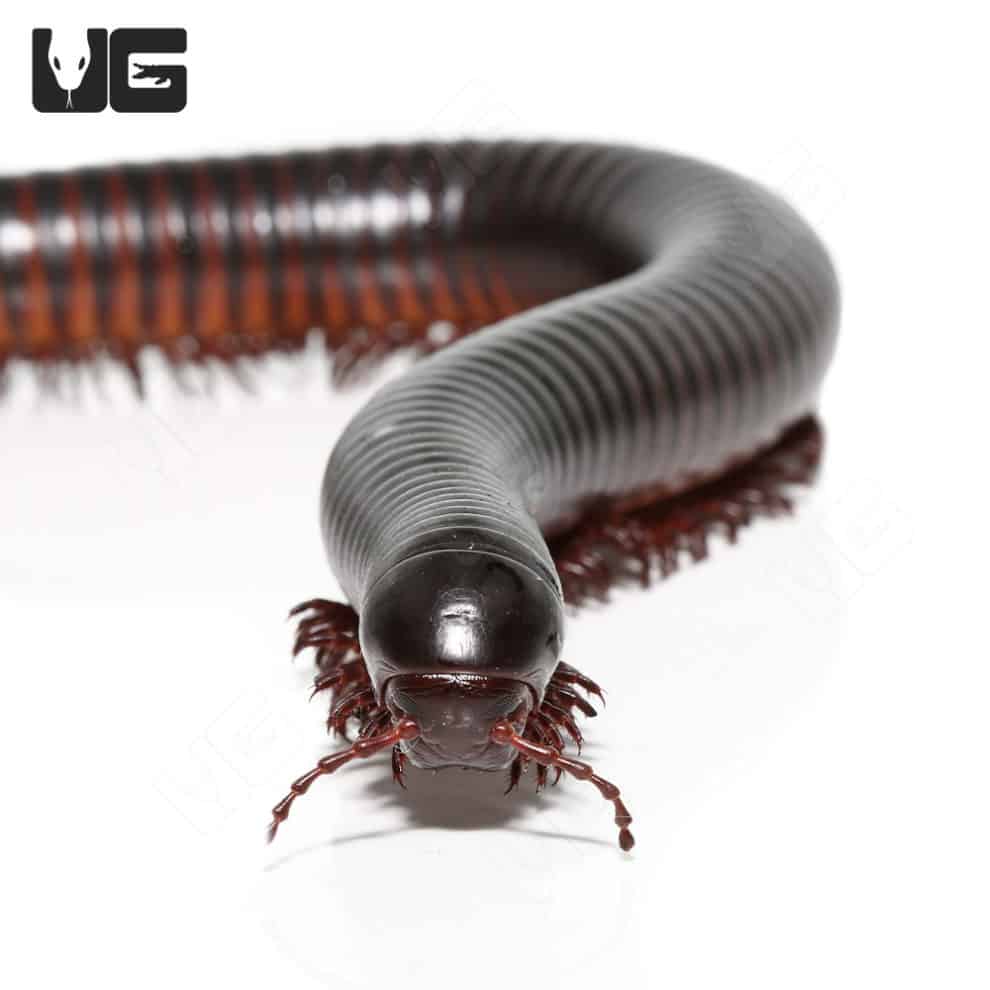 Giant African Millipedes for sale Underground Reptiles