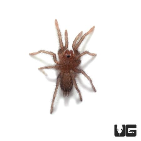 Hercules Baboon Sling (Hysterocates sp. "Niger Delta") For Sale - Underground Reptiles