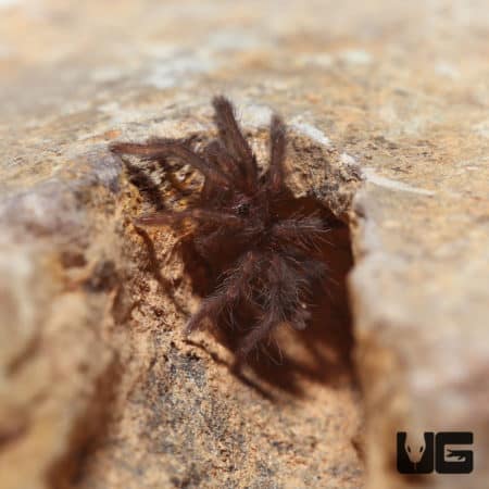 Hercules Baboon Sling (Hysterocates sp. "Niger Delta") For Sale - Underground Reptiles