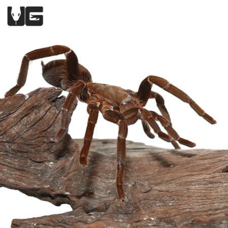 Close-up of Hercules Baboon Tarantula on wood, showcasing its detailed brown body and legs.