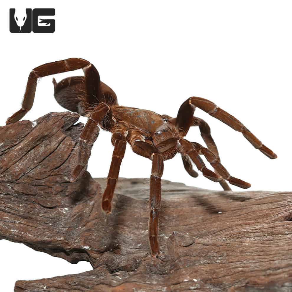 Hercules Baboon Tarantula (Hysterocates sp. "Niger Delta")For Sale
