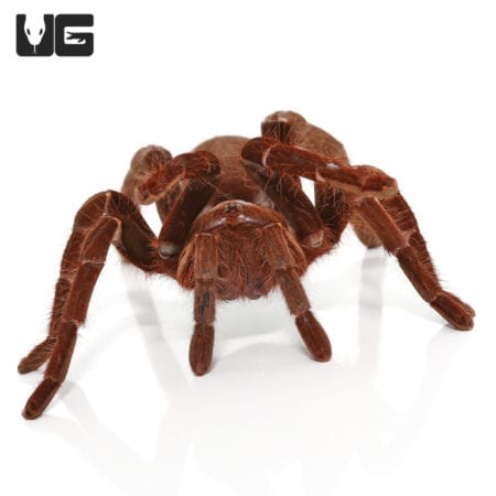 Hercules Baboon Tarantula (Hysterocates sp. "Niger Delta")For Sale - Underground Reptiles