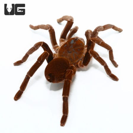 Hercules Baboon Tarantula, 3-5 inch, in natural pose.