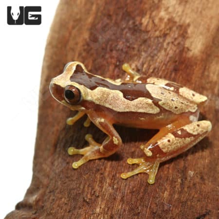Hourglass Tree Frogs (Dendropsophus ebraccatus) For Sale - Underground Reptiles