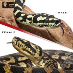 2019 Jungle Carpet Python Pair (Morelia spilota cheynei) For Sale - Underground Reptiles