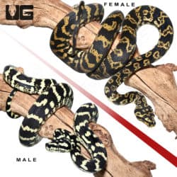2019 Jungle Carpet Python Pair (Morelia spilota cheynei) For Sale - Underground Reptiles