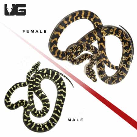 Healthy 2019 Jungle Carpet Python pair for sale, male and female, ideal for breeding or display.