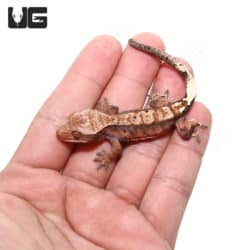 Juvenile Cappuccino Crested Gecko #1 (Correlophus ciliatus) For Sale - Underground Reptiles