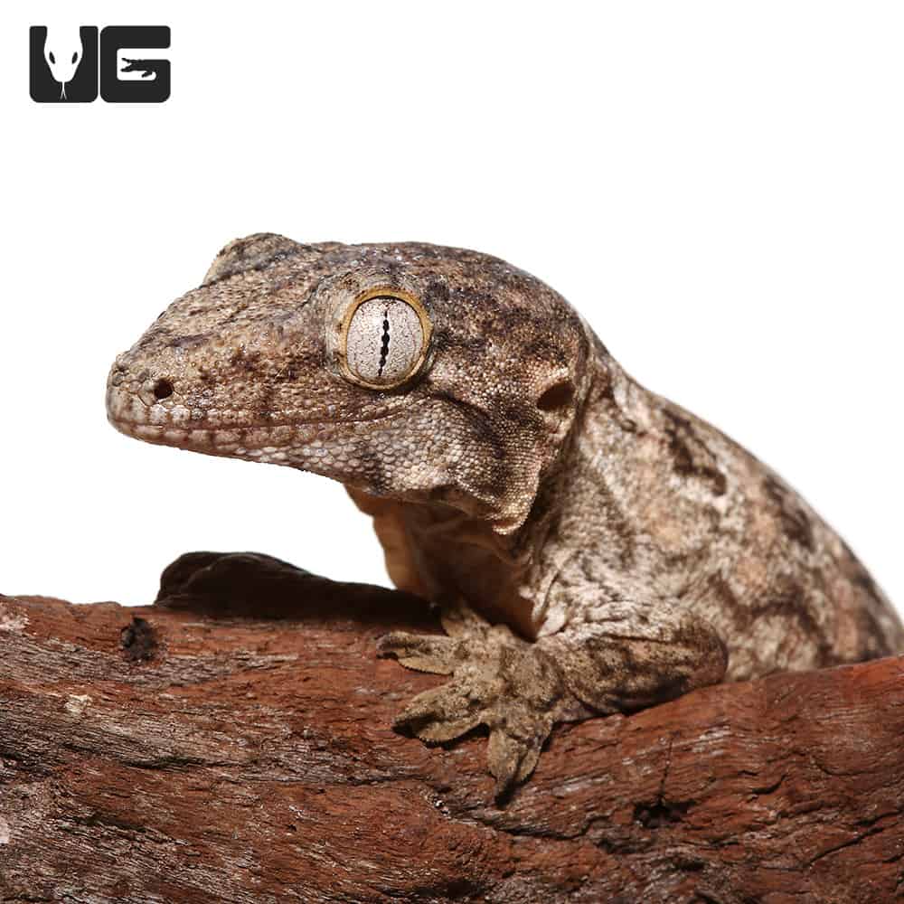 Juvenile GTX Leachianus Geckos (Rhacodactylus leachianus) For Sale ...