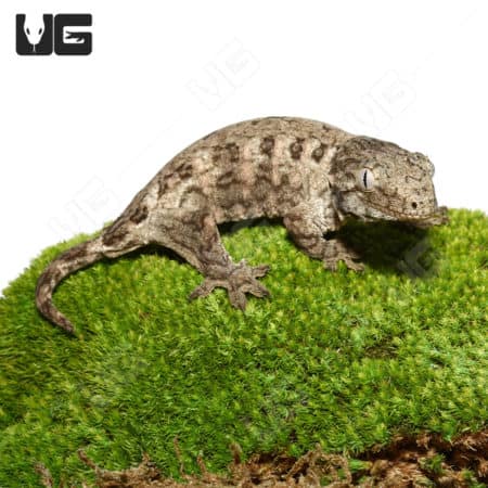 Juvenile GTX Leachianus Gecko on moss, showcasing vibrant markings.