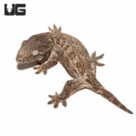 Juvenile GTX Leachianus Geckos (Rhacodactylus leachianus)