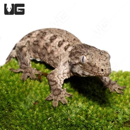Young Leachianus Gecko on green moss, close-up view.