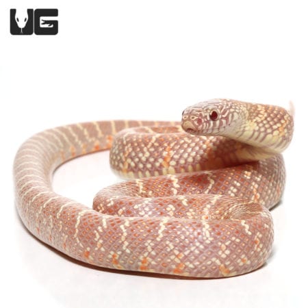 Baby Lavender Poss Het Mosaic Whiteside Florida Kingsnake, a stunning and rare reptile from Undergro.