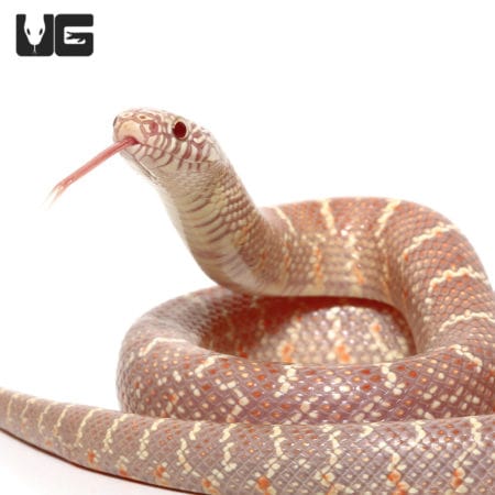 Baby Lavender Poss Het Mosaic Whiteside Florida Kingsnake, a stunning and rare reptile from Undergro.