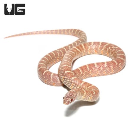 Baby Lavender Poss Het Mosaic Whiteside Florida Kingsnake, a stunning and rare reptile from Undergro.