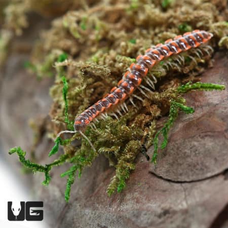 Leach's Millipede (Euryurus Leachii) For Sale - Underground Reptiles