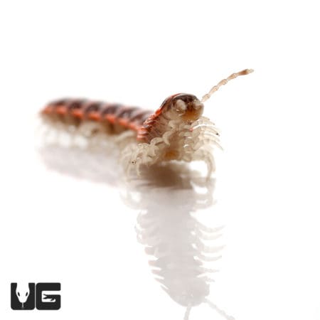 Leach's Millipede (Euryurus Leachii) For Sale - Underground Reptiles