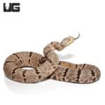 Male Tamilaupin Rock Rattlesnake (Crotalus morulus) For Sale - Underground Reptiles
