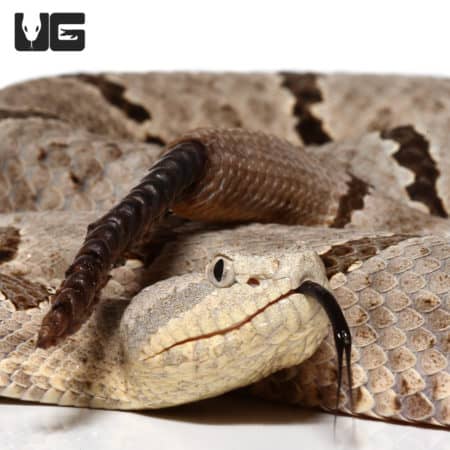 Male Tamilaupin Rock Rattlesnake (Crotalus morulus) For Sale - Underground Reptiles