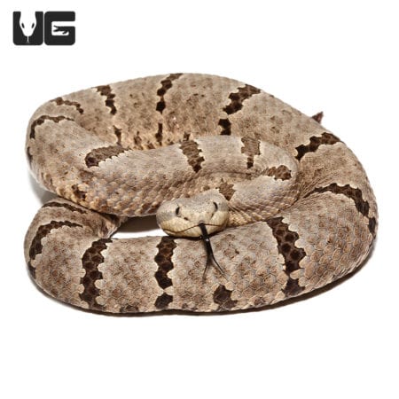 Male Tamilaupin Rock Rattlesnake (Crotalus morulus) For Sale - Underground Reptiles
