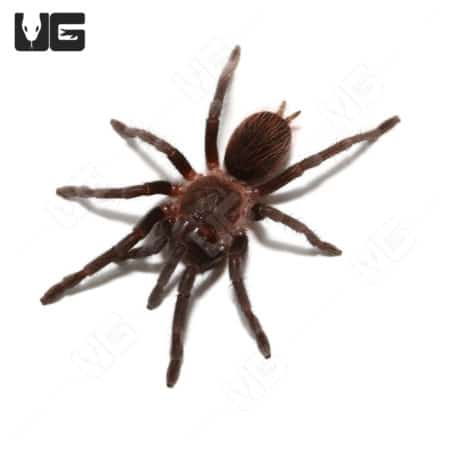Close-up of a 2-inch Mexican Red Rump Tarantula on white background.