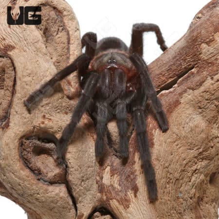 Mexican Red Rump Tarantula, 2-inch specimen, ideal for tarantula enthusiasts and collectors.