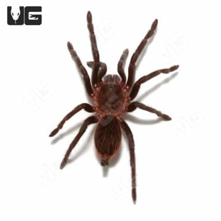 Mexican Red Rump Tarantula, 2-inch size, ideal for tarantula enthusiasts and collectors.
