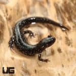 Mississippi Slimy Salamanders (Plethodon Mississippi) For Sale - Underground Reptiles