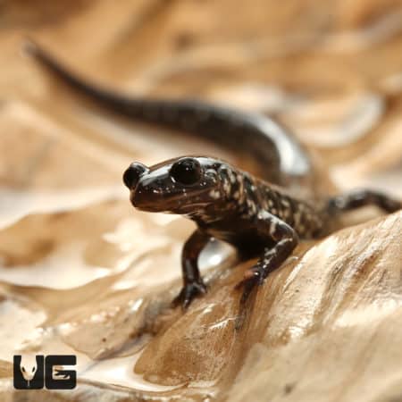 Mississippi Slimy Salamanders (Plethodon Mississippi) For Sale - Underground Reptiles