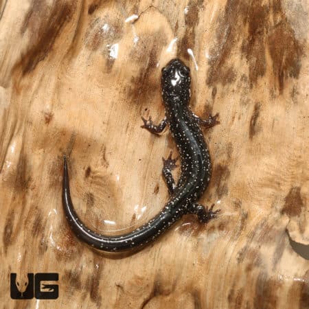 Mississippi Slimy Salamanders (Plethodon Mississippi) For Sale - Underground Reptiles