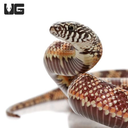 Baby Mosaic Poss Het Lavender Florida Kingsnake (Lampropeltis getula ) For Sale - Underground Reptiles