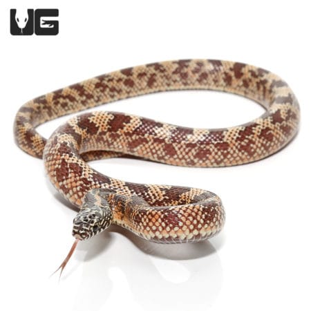 Baby Mosaic Poss Het Lavender Florida Kingsnake (Lampropeltis getula ) For Sale - Underground Reptiles