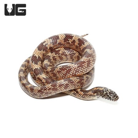 Baby Mosaic Poss Het Lavender Florida Kingsnake (Lampropeltis getula ) For Sale - Underground Reptiles