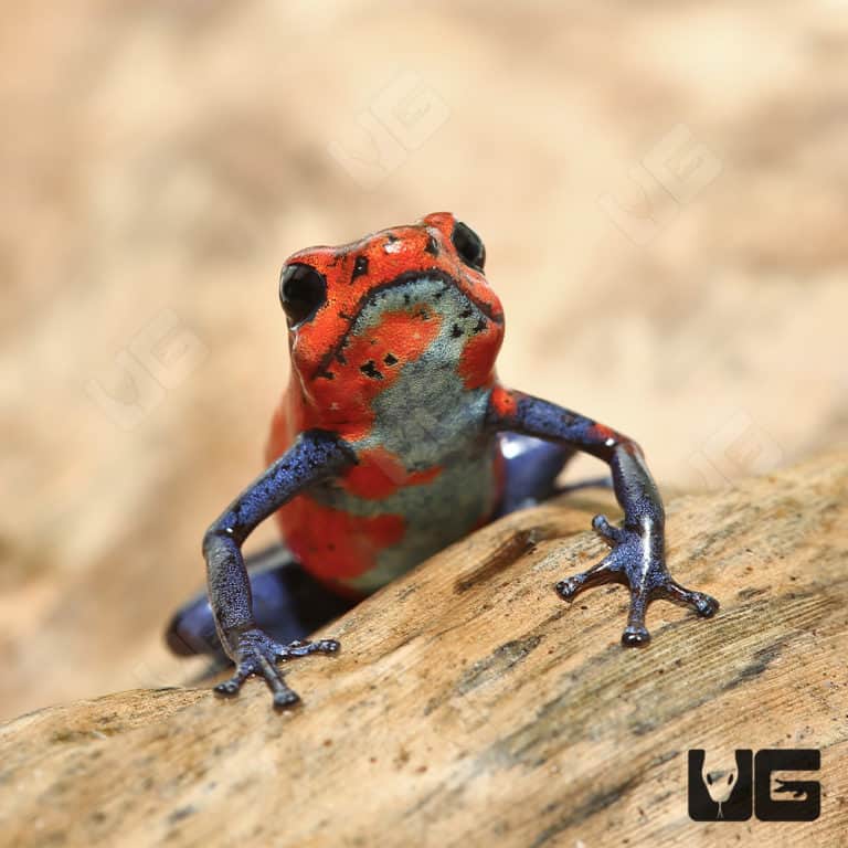 Nicaragua Strawberry Pumilio Dart Frogs (Dendrobates pumilio) for sale