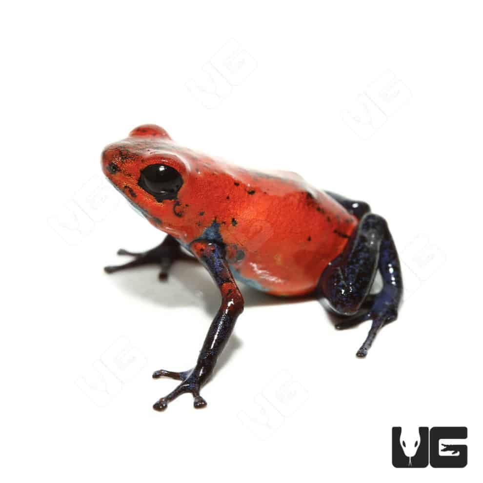 Nicaragua Strawberry Pumilio Dart Frogs (Dendrobates pumilio) for sale
