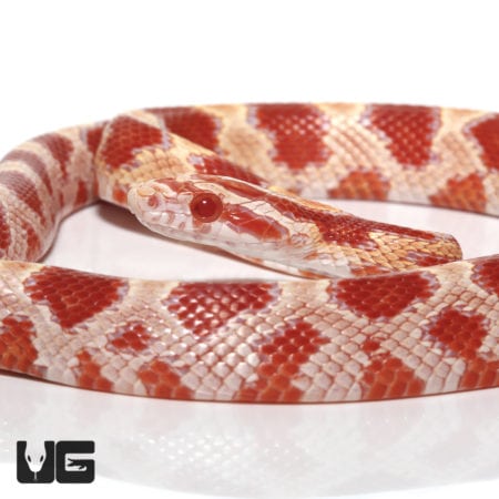 Baby Okeetee Amel Cornsnake (Pantherophis guttatus) For Sale - Underground Reptiles