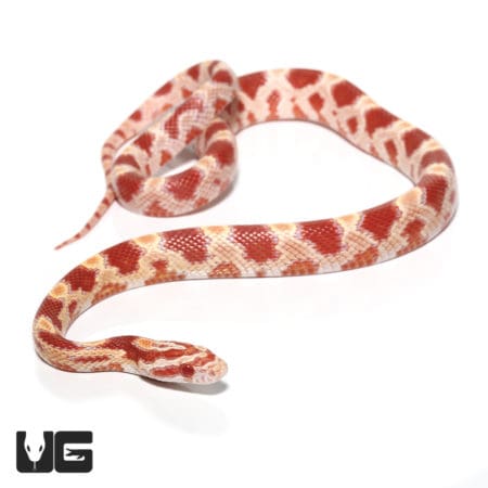 Baby Okeetee Amel Cornsnake (Pantherophis guttatus) For Sale - Underground Reptiles
