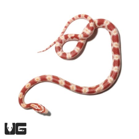 Baby Okeetee Amel Cornsnake (Pantherophis guttatus) For Sale - Underground Reptiles