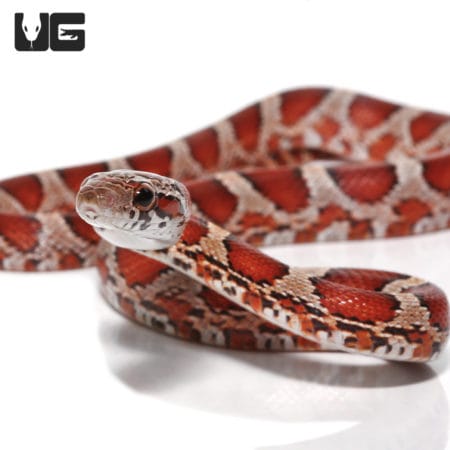 Baby Okeetee Blood Cornsnakes (Pantherophis guttatus) For Sale - Underground Reptiles