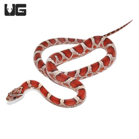 Baby Okeetee Blood Cornsnakes (Pantherophis guttatus) For Sale - Underground Reptiles