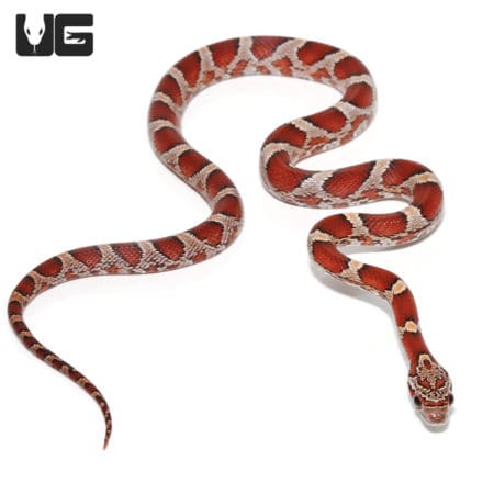 Baby Okeetee Blood Cornsnakes (Pantherophis guttatus) For Sale - Underground Reptiles