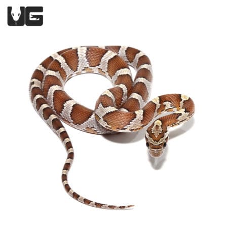 Baby Okeetee Caramel Cornsnakes (Pantherophis guttatus) For Sale - Underground Reptiles