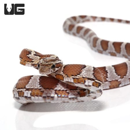 Baby Okeetee Caramel Cornsnakes (Pantherophis guttatus) For Sale - Underground Reptiles